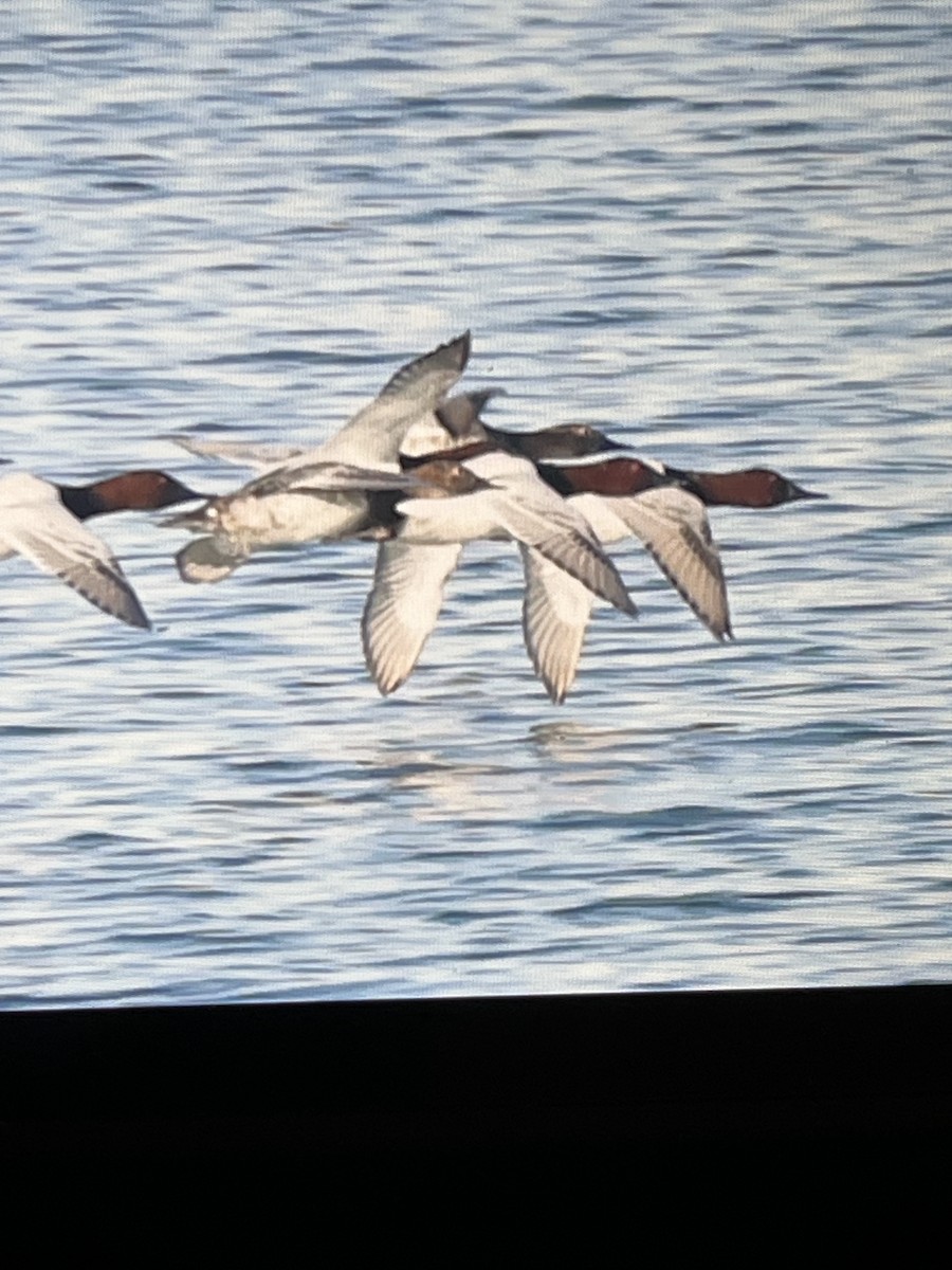 Canvasback - ML644388530