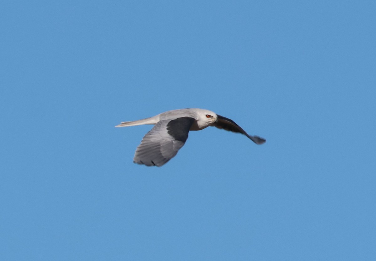 White-tailed Kite - ML644388531