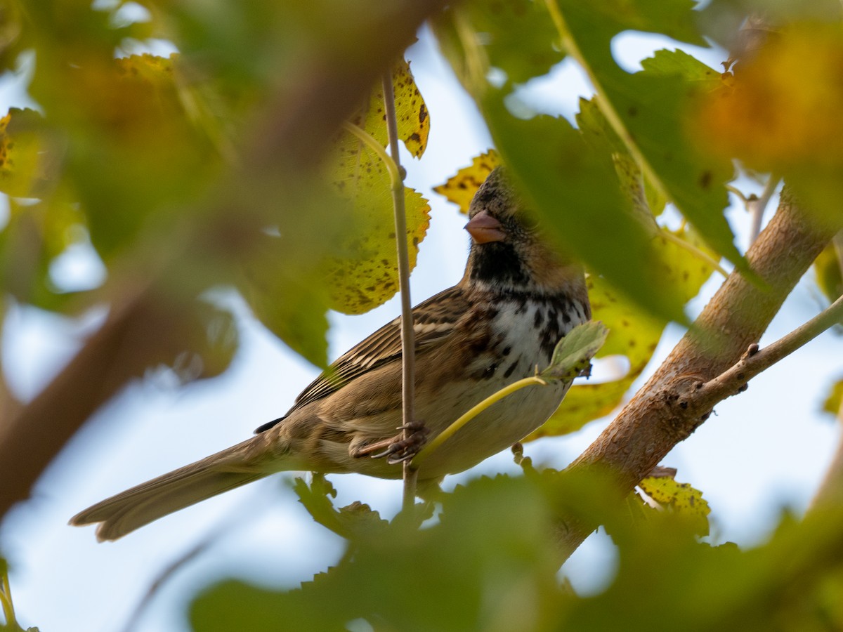 Harris's Sparrow - ML644388540