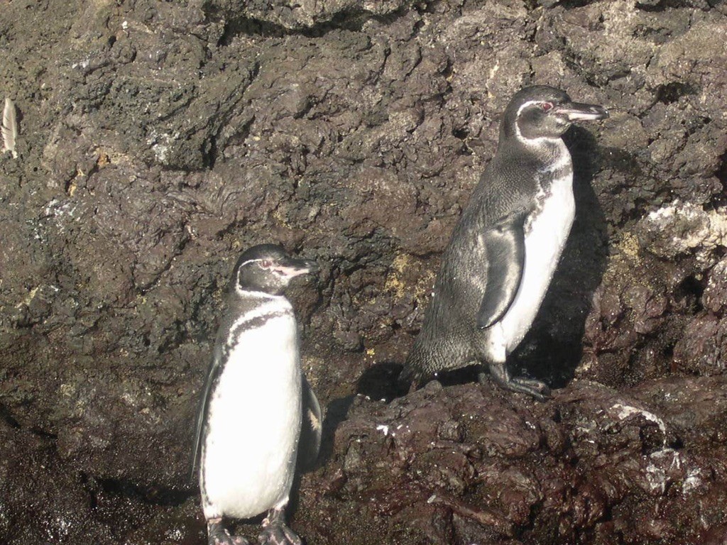 ガラパゴスペンギン - ML644388551