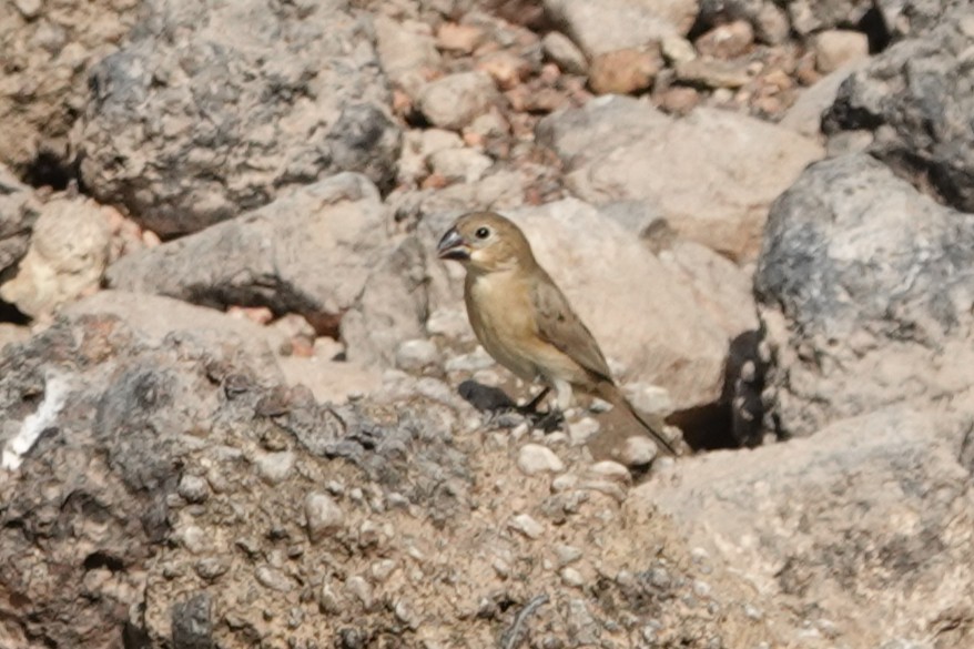 Gray Seedeater - ML644388552