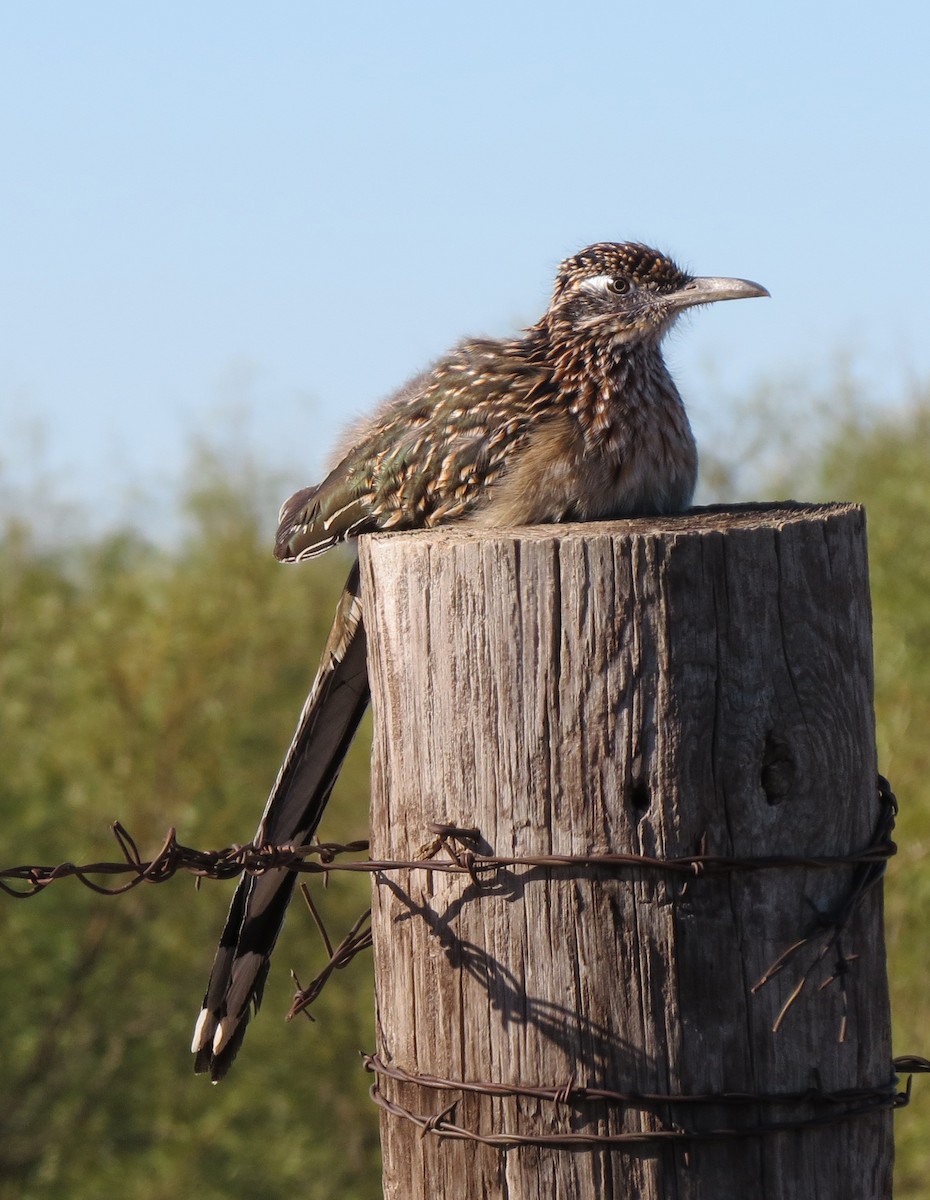 Greater Roadrunner - ML644388553
