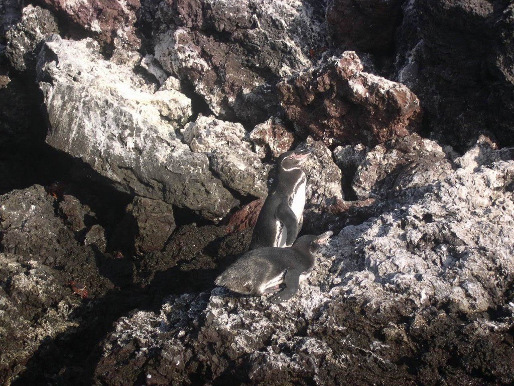 ガラパゴスペンギン - ML644388556