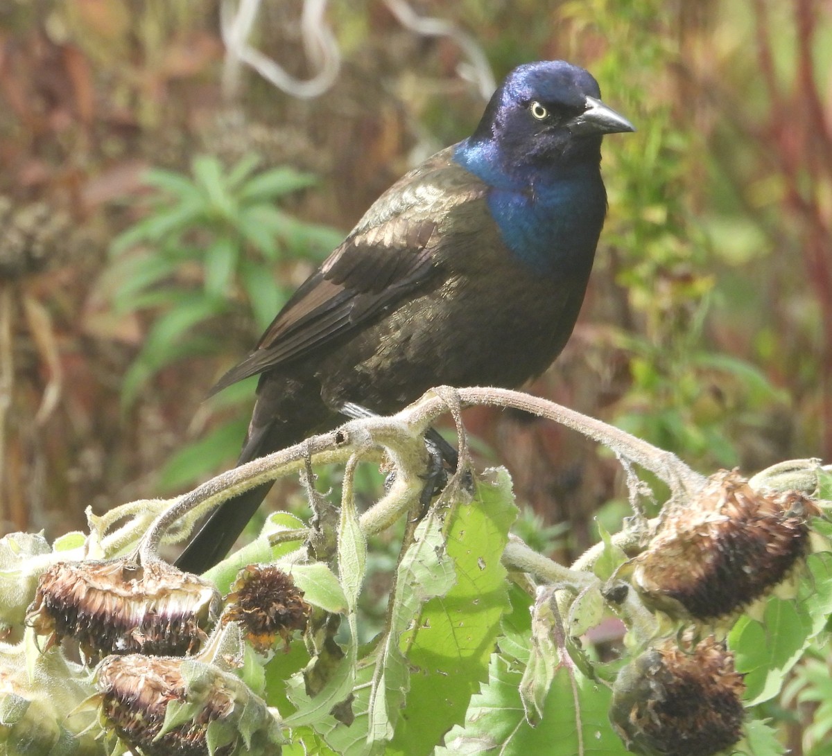 Quiscale bronzé - ML644388557