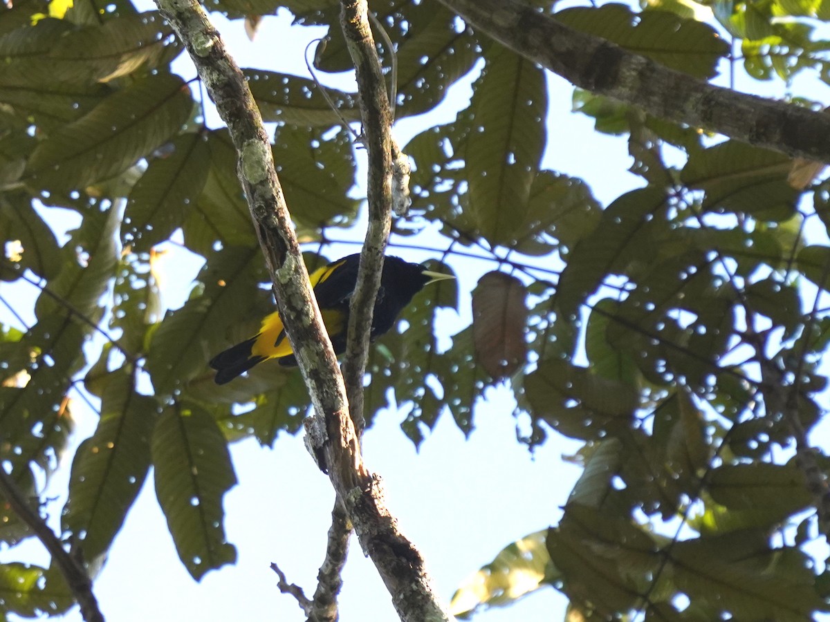 Yellow-rumped Cacique - ML644388564