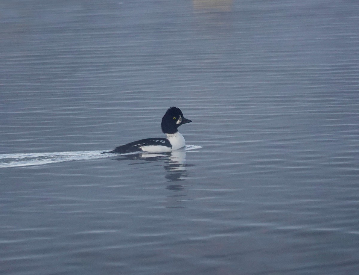 hohol islandský - ML644388582