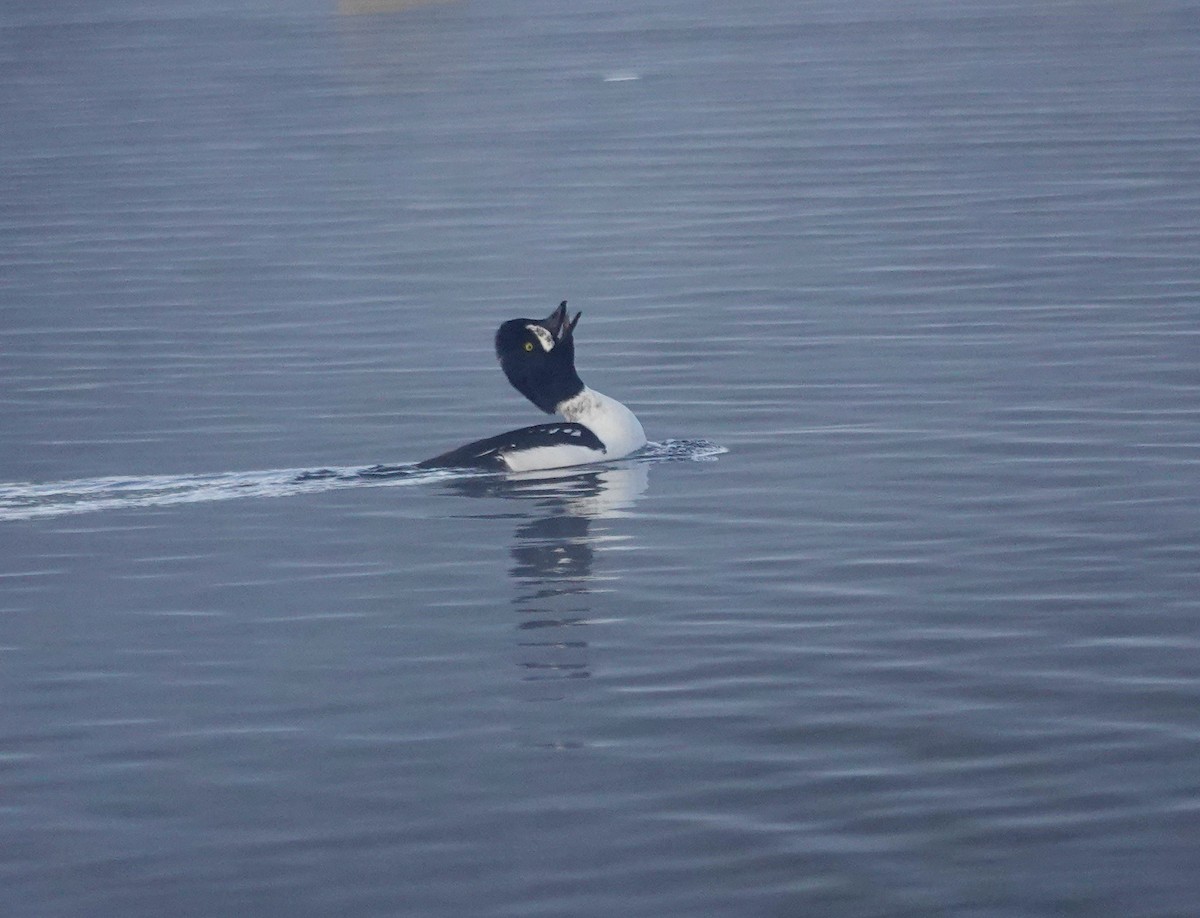 hohol islandský - ML644388583