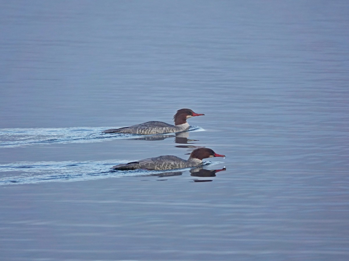 Common Merganser - ML644388591