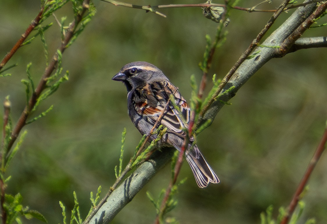 Dead Sea Sparrow - ML644388595