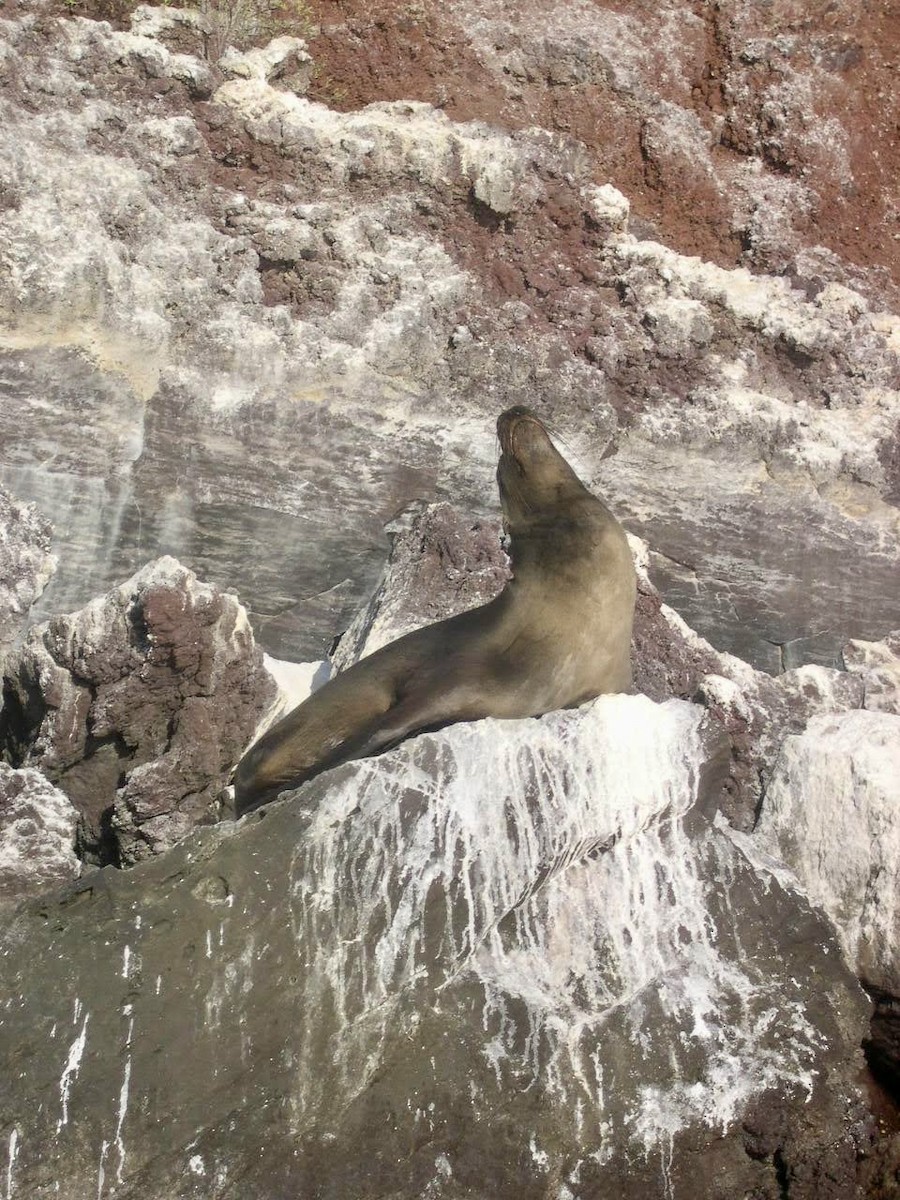 ガラパゴスアシカ - ML644388606