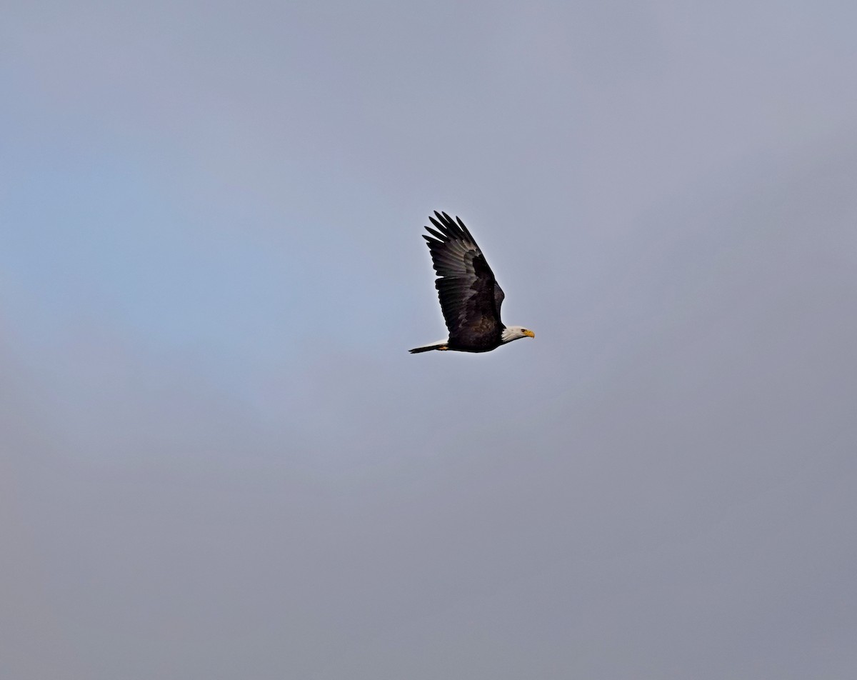 Bald Eagle - ML644388609