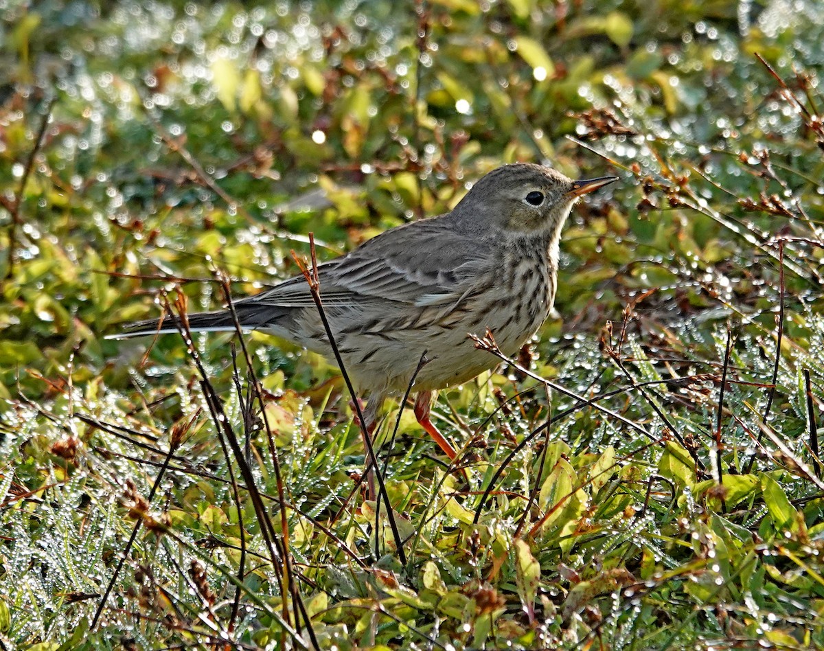 American Pipit - ML644388618