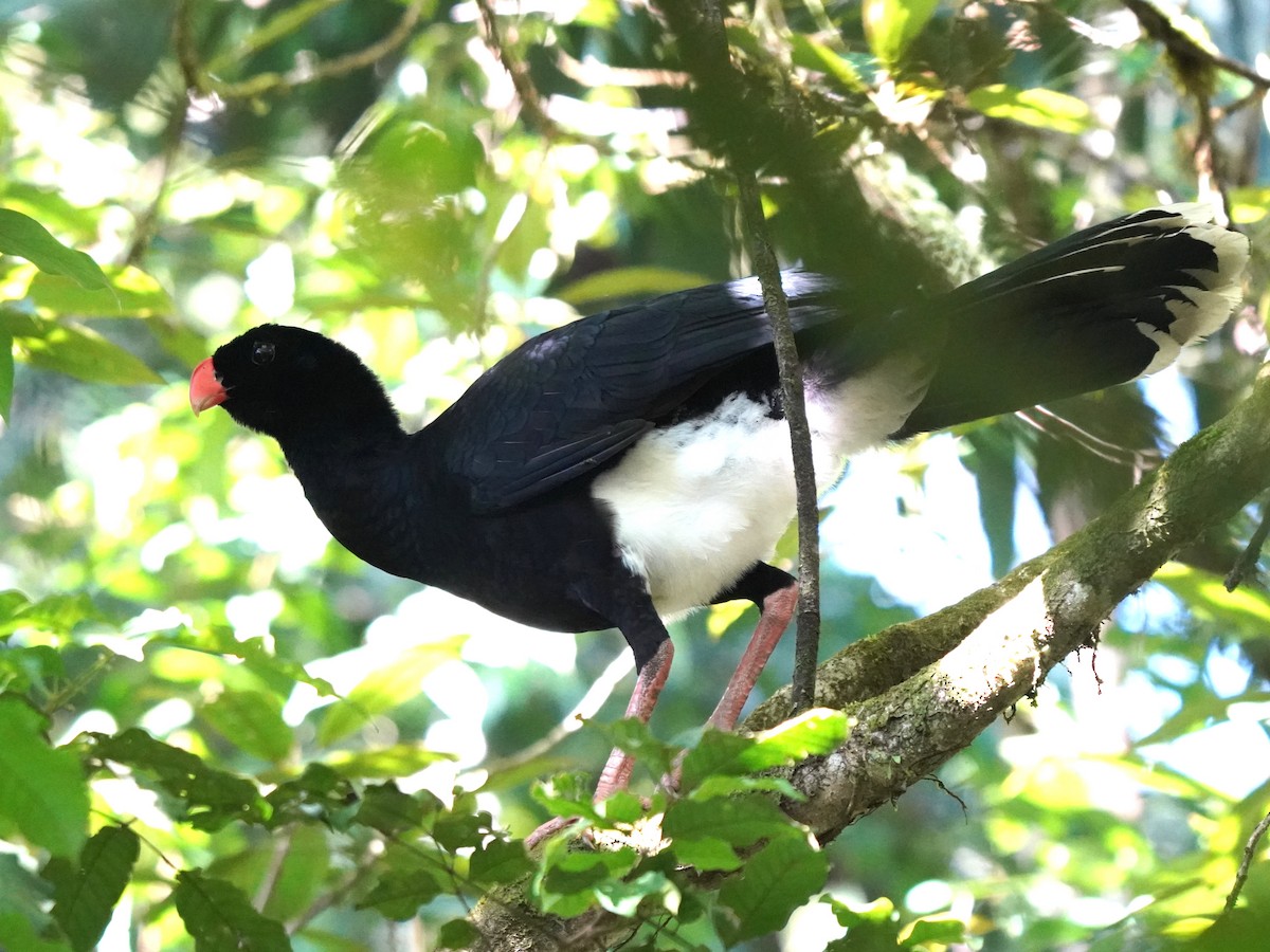 Salvin's Curassow - ML644388631