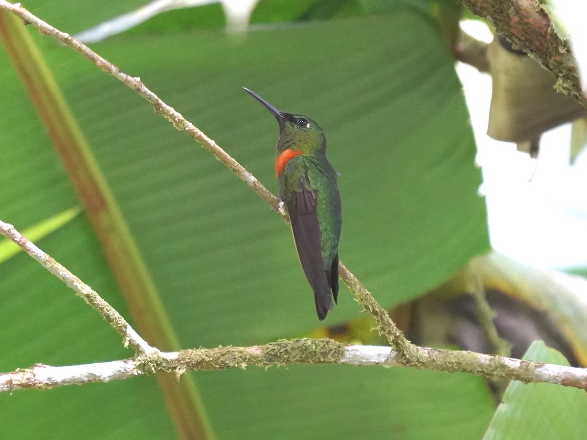 Gould's Jewelfront - ML644388639