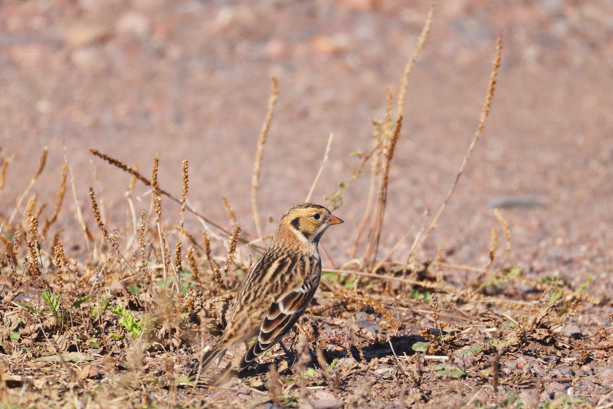 Подорожник лапландський - ML644388652
