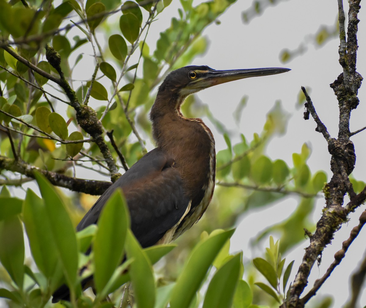 Agami Heron - ML644388654