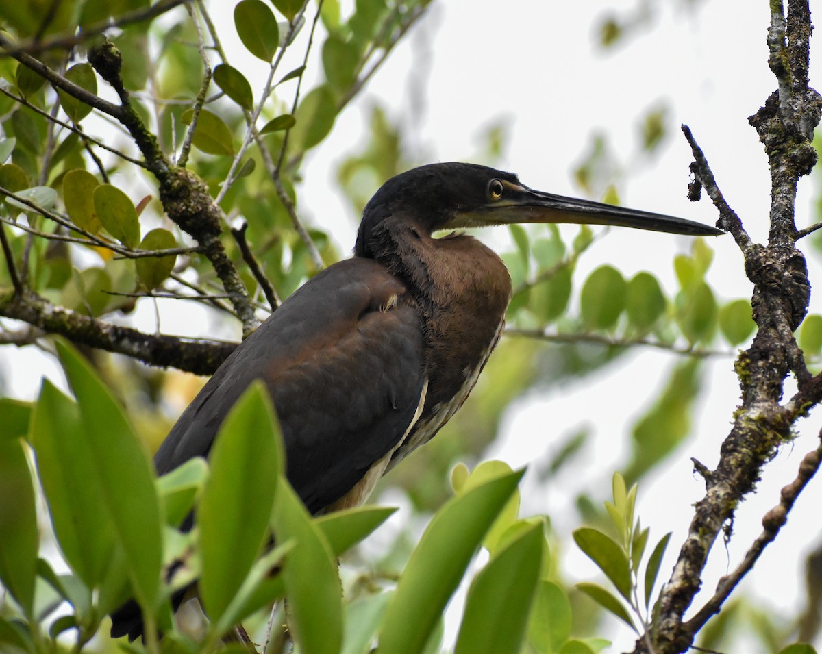 Agami Heron - ML644388655