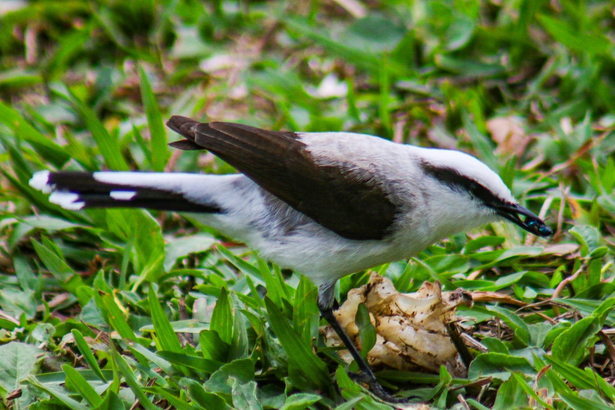 Masked Water-Tyrant - ML644388657