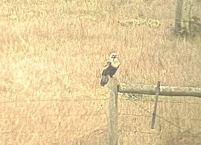 Rough-legged Hawk - ML644388660