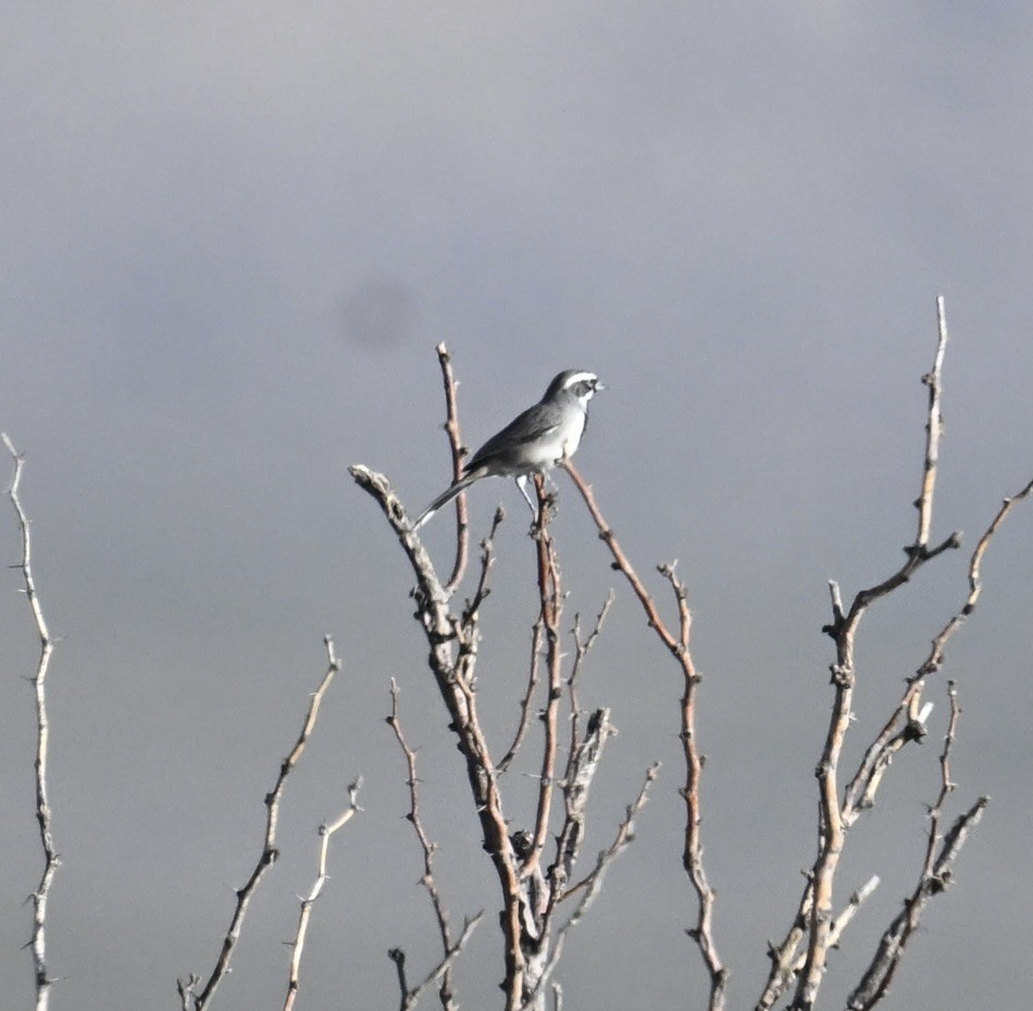 Black-throated Sparrow - ML644388668