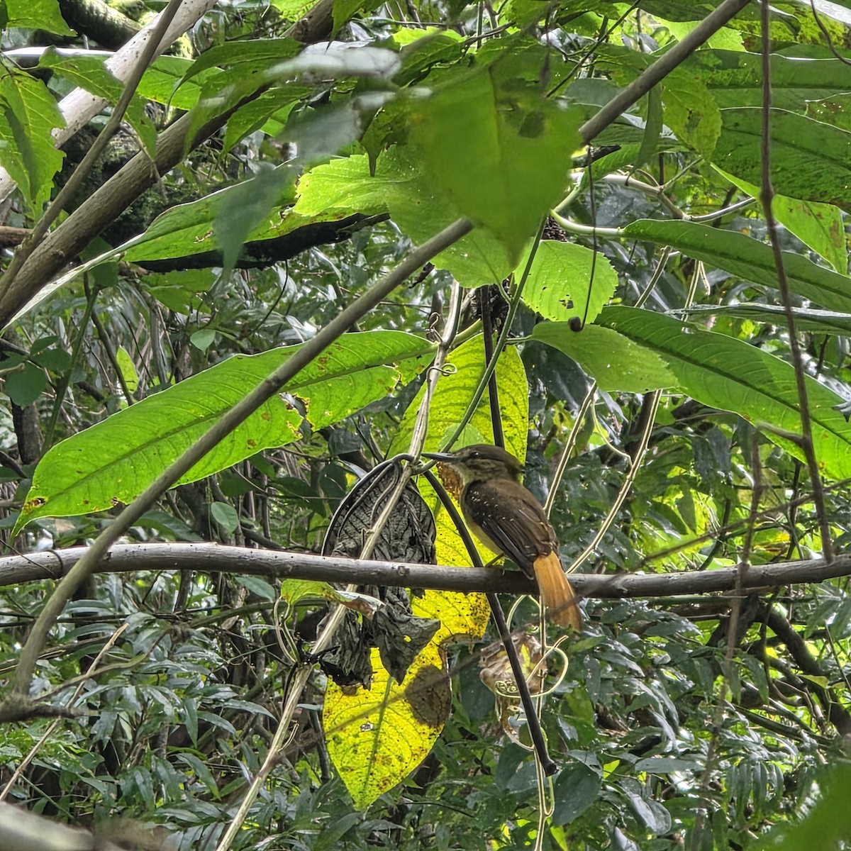 Tropical Royal Flycatcher - ML644388675