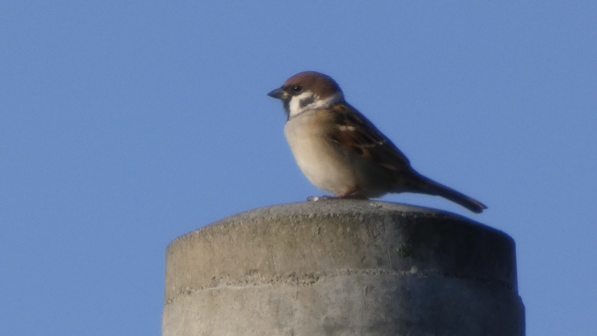 Gorrión Molinero - ML644388695