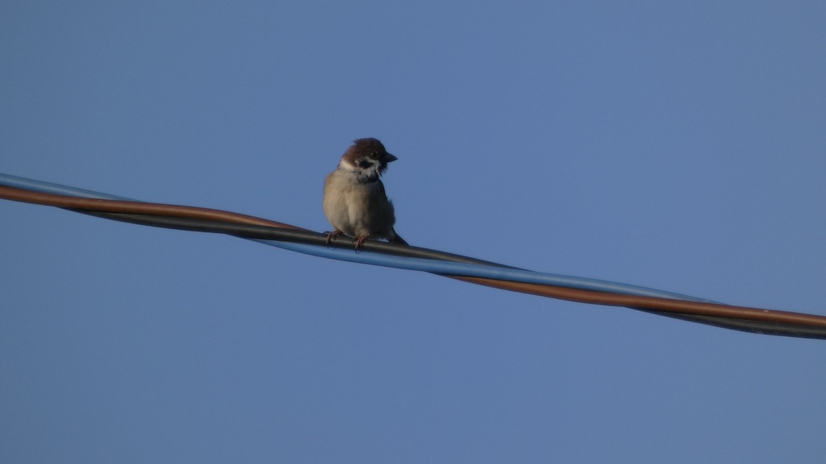 Gorrión Molinero - ML644388696