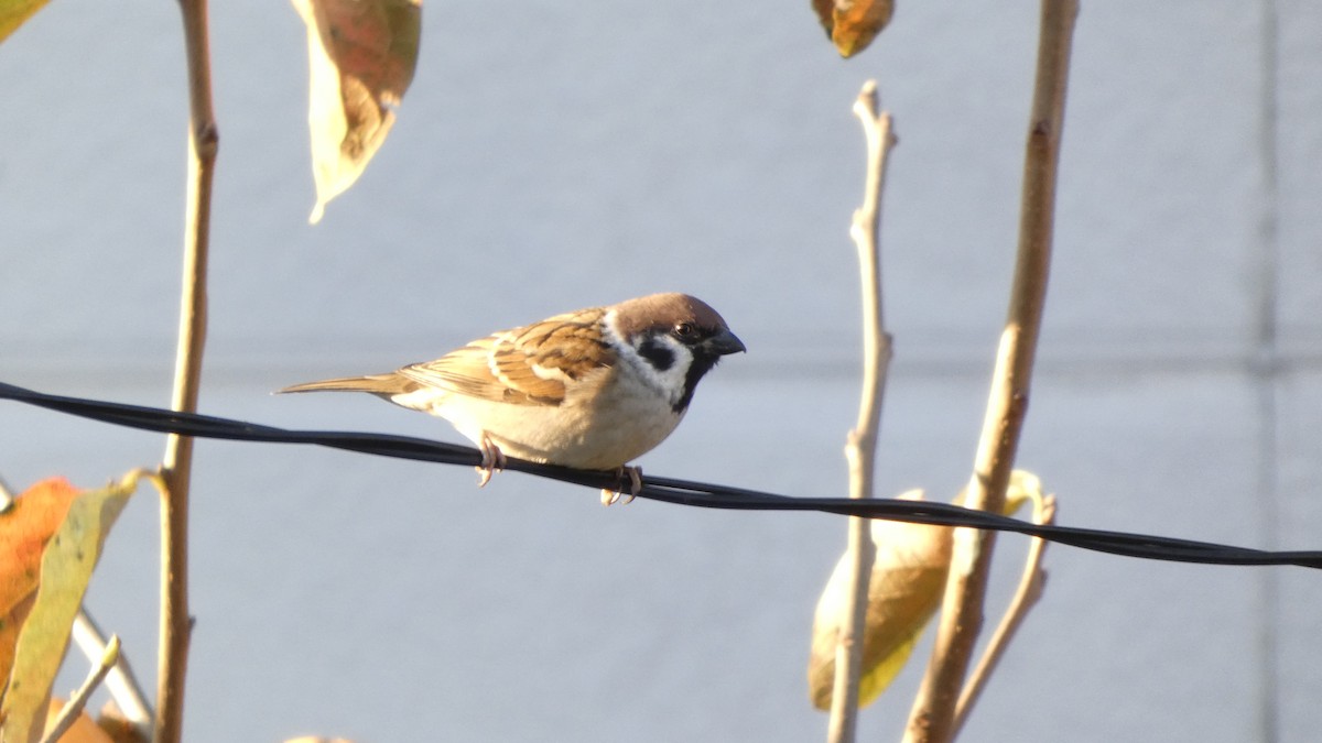 Gorrión Molinero - ML644388697