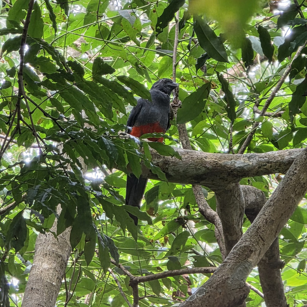 Gri Kuyruklu Trogon - ML644388699