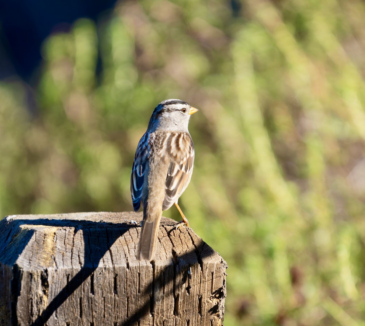 White-crowned Sparrow - ML644388706