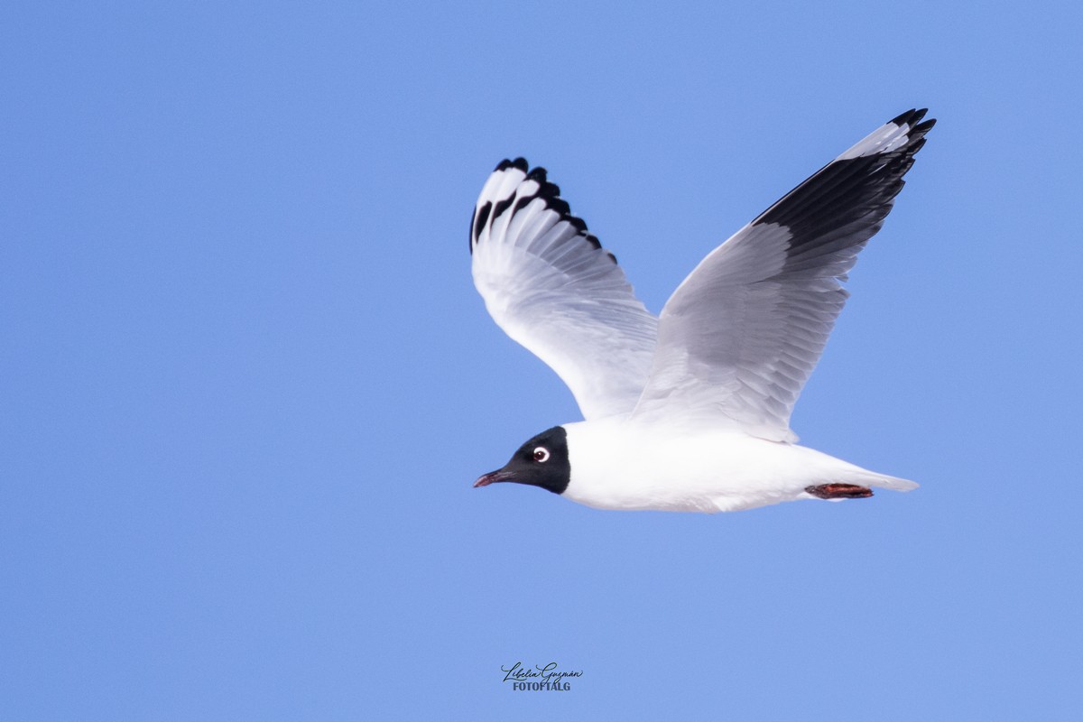 Andean Gull - ML644388711