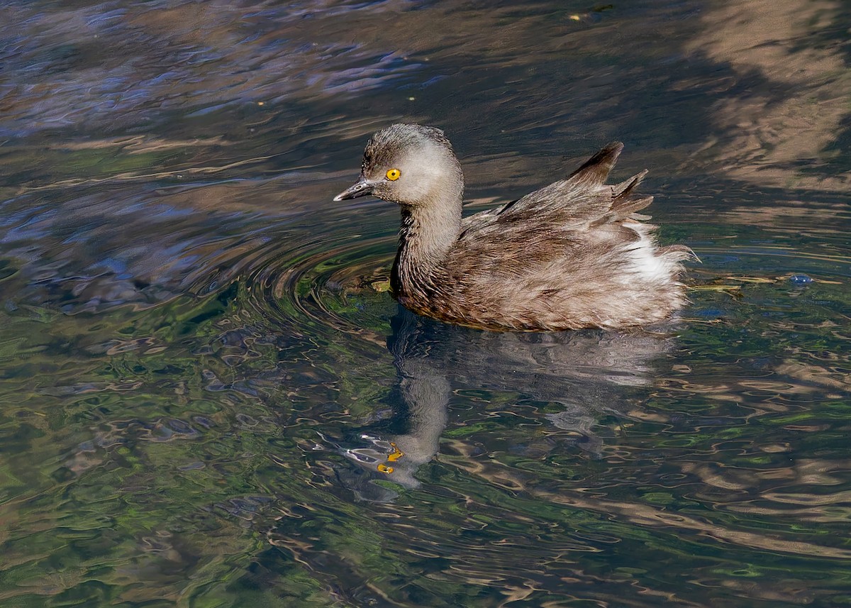 Least Grebe - ML644388717