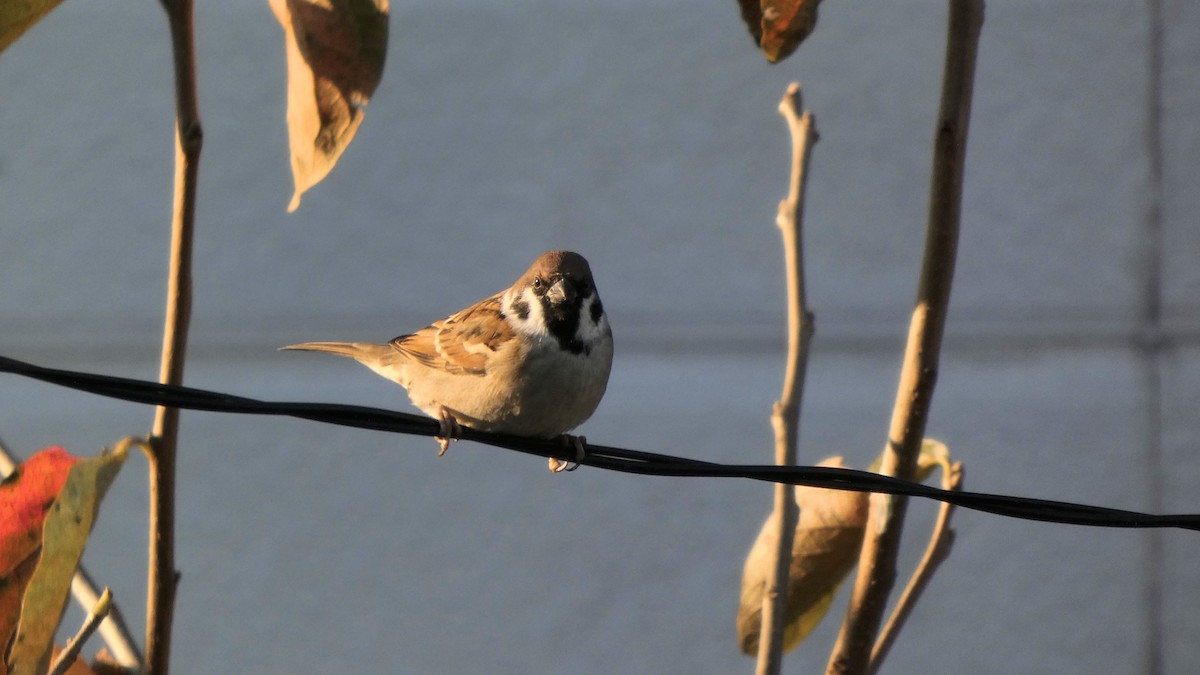 Gorrión Molinero - ML644388728