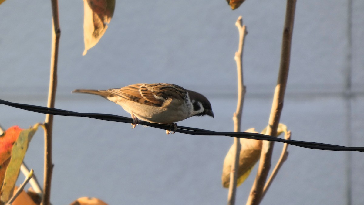 Gorrión Molinero - ML644388729