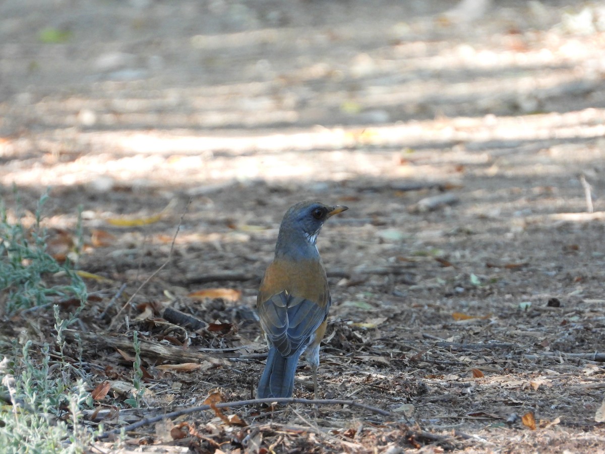 Rufous-backed Robin - ML644388737