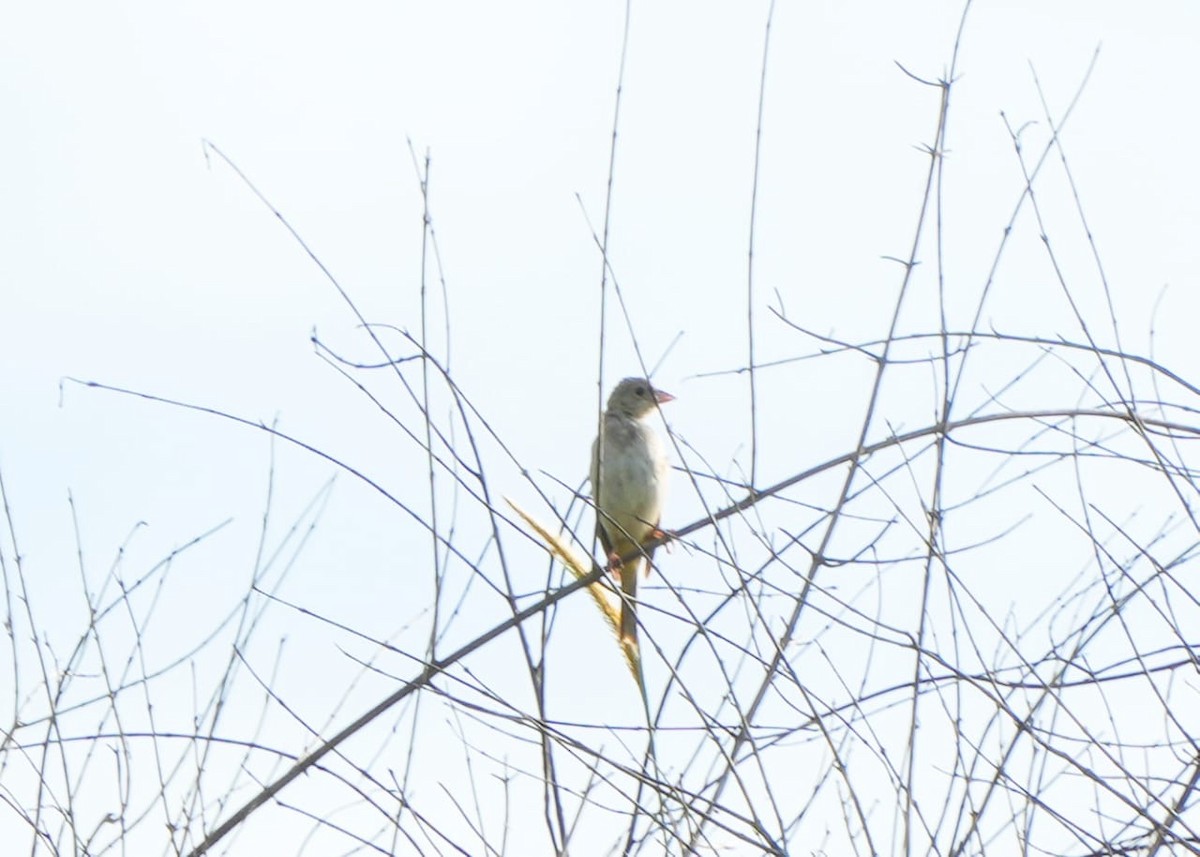 Kızıl Başlı Çinte - ML644388738