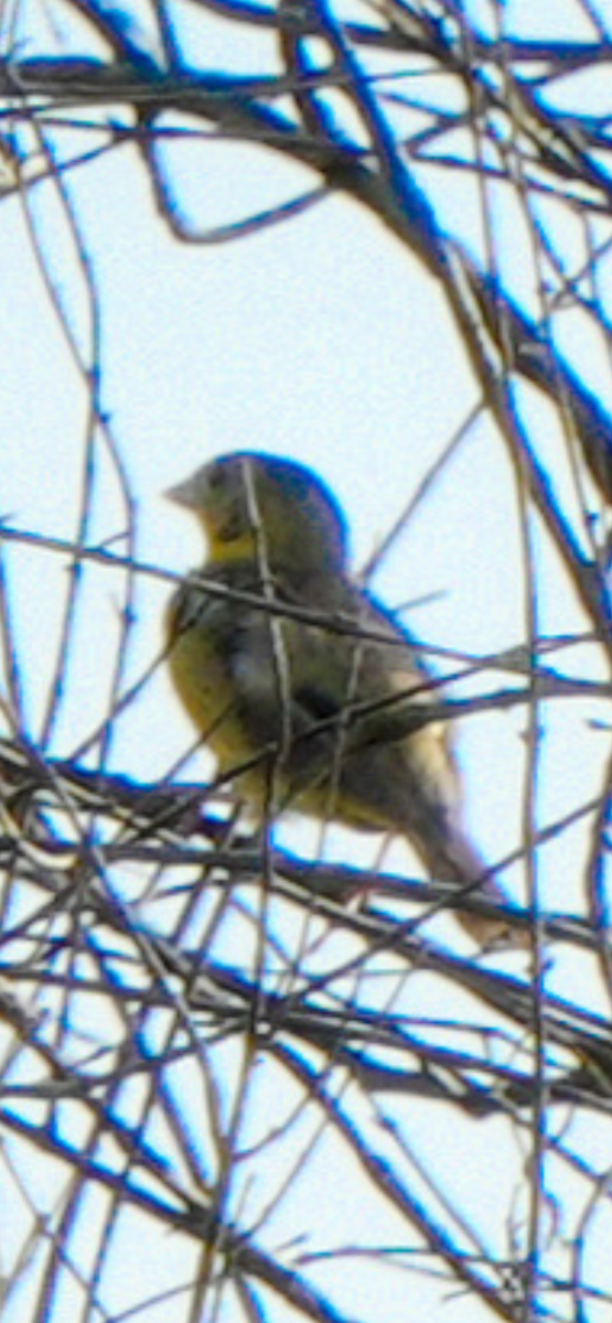 Kızıl Başlı Çinte - ML644388739