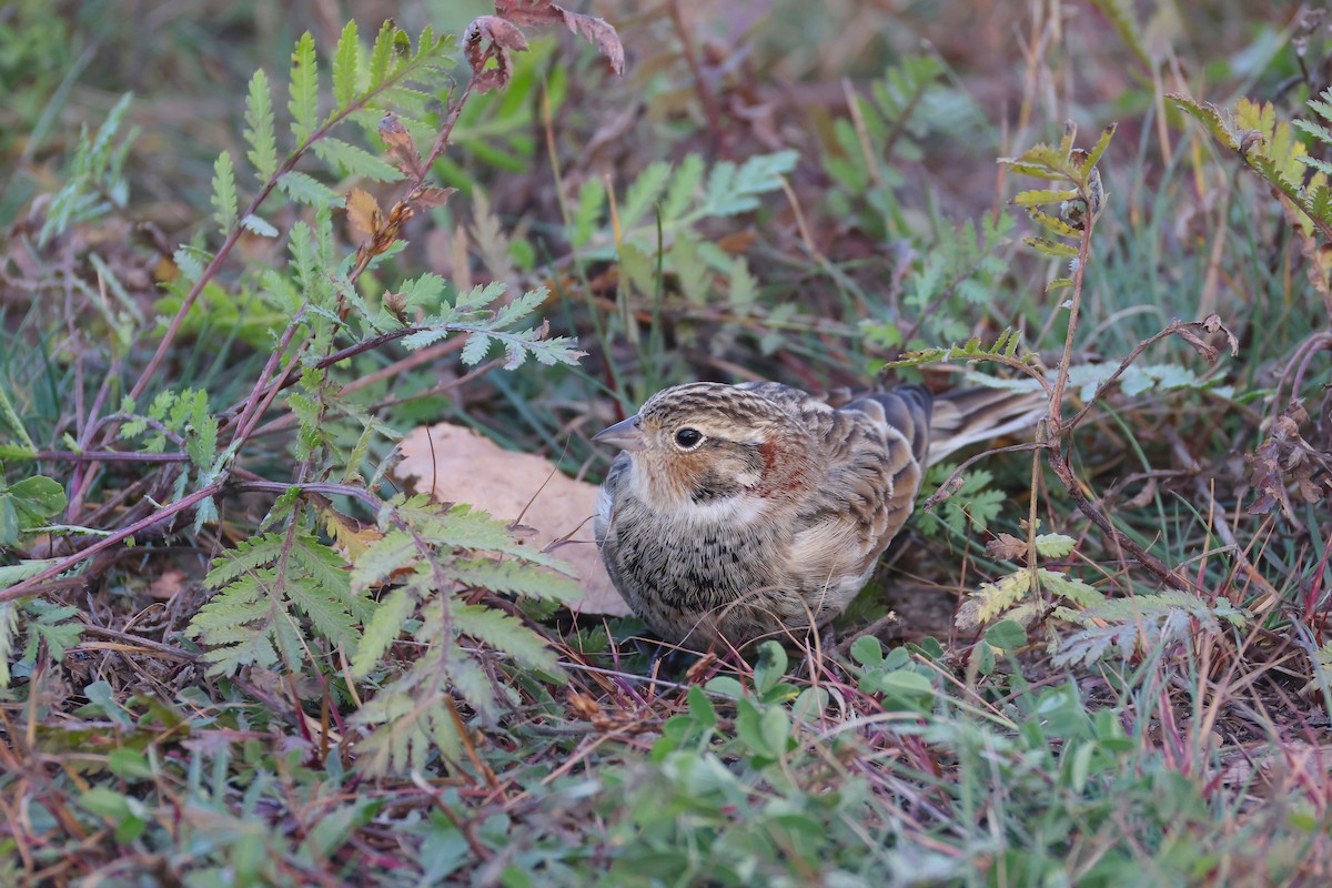 Подорожник чорногрудий - ML644388752