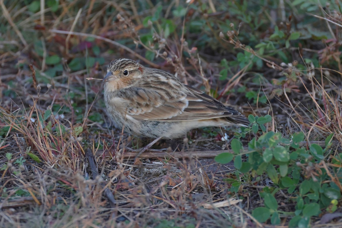 Подорожник чорногрудий - ML644388779