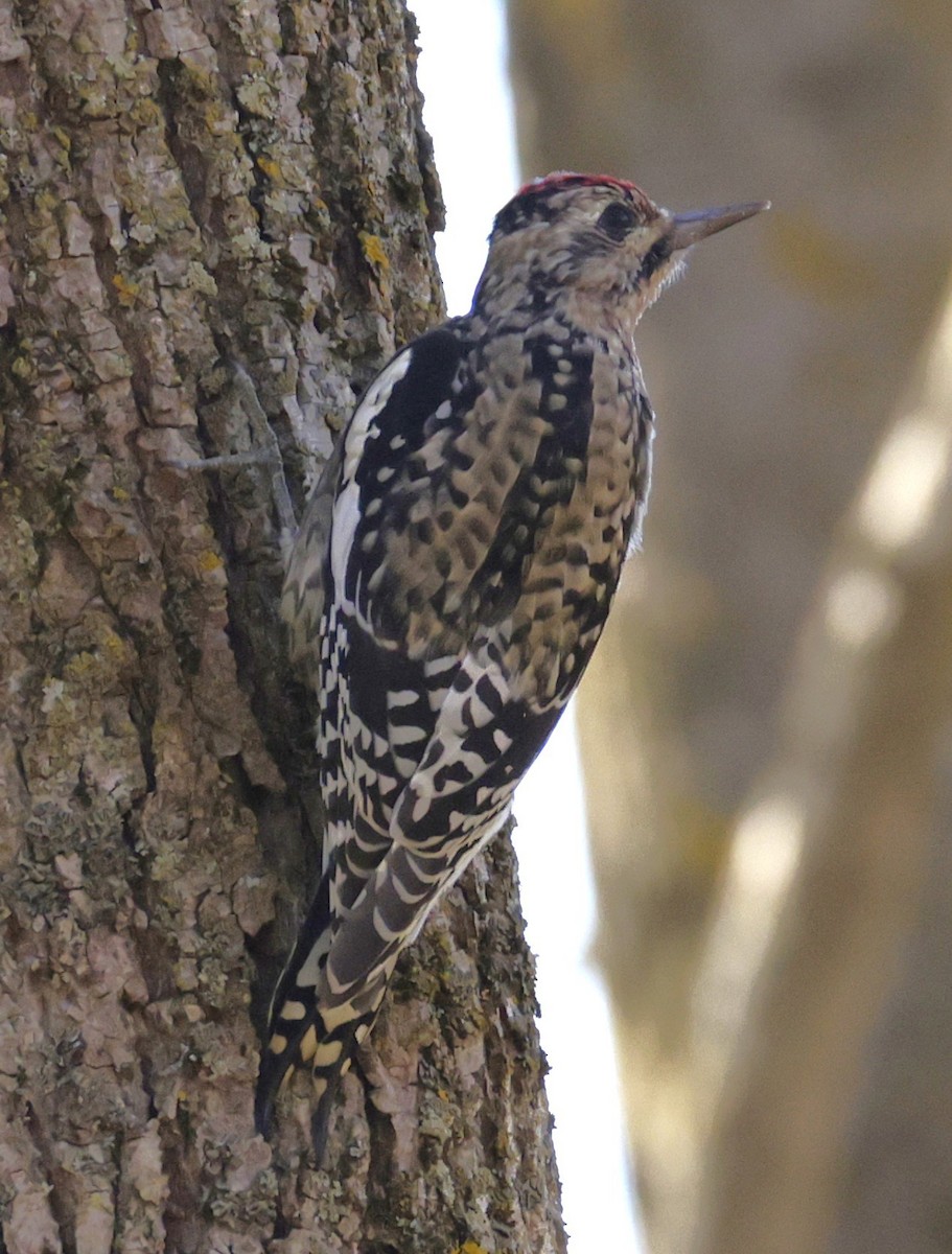 Gelbbauch-Saftlecker - ML644388781