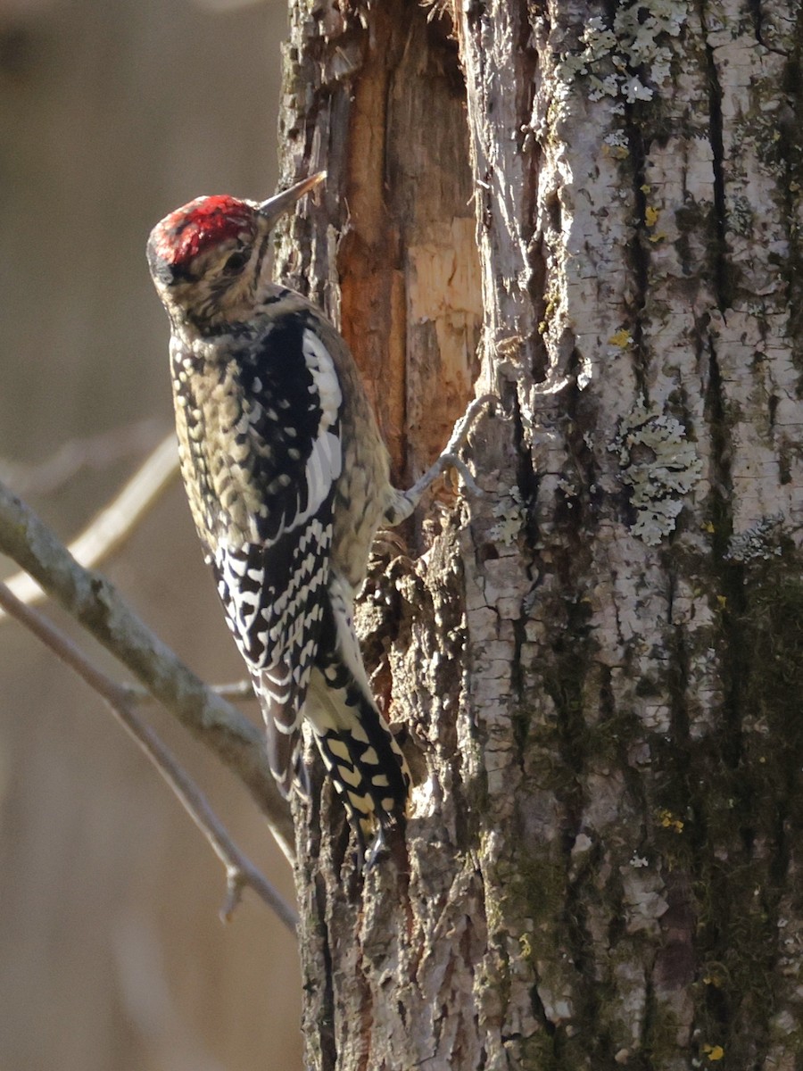 Gelbbauch-Saftlecker - ML644388782