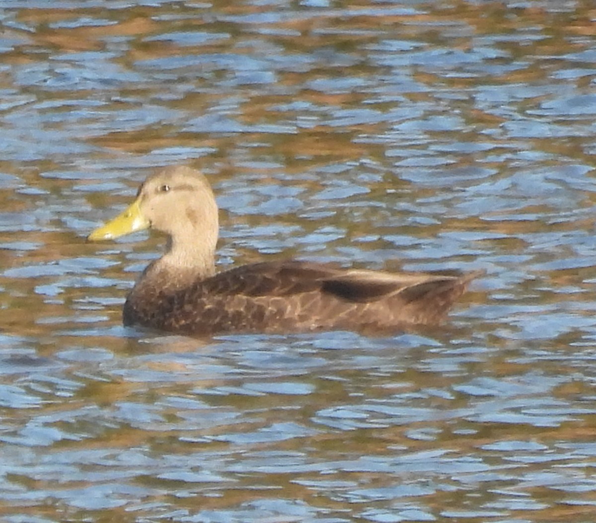 American Black Duck - ML644388785