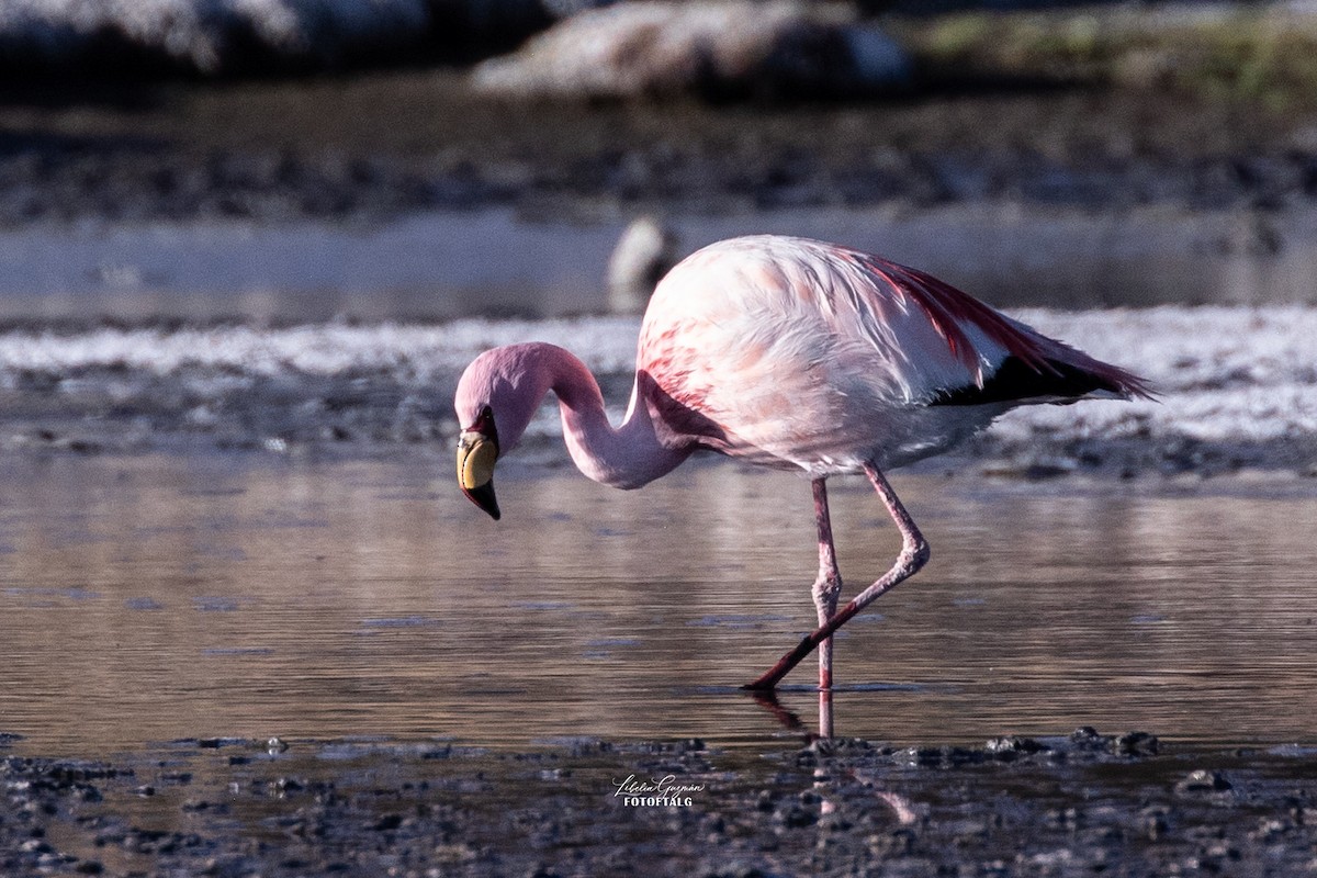 James's Flamingo - ML644388786