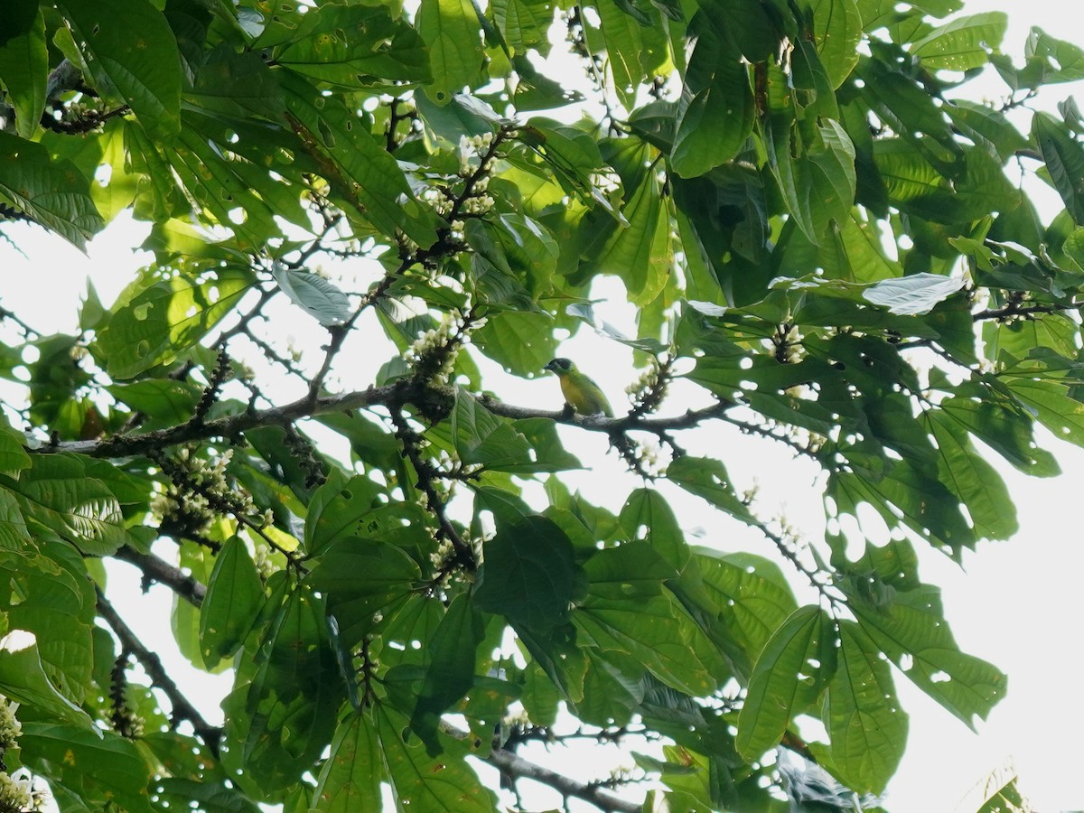 Green-and-gold Tanager - ML644388788