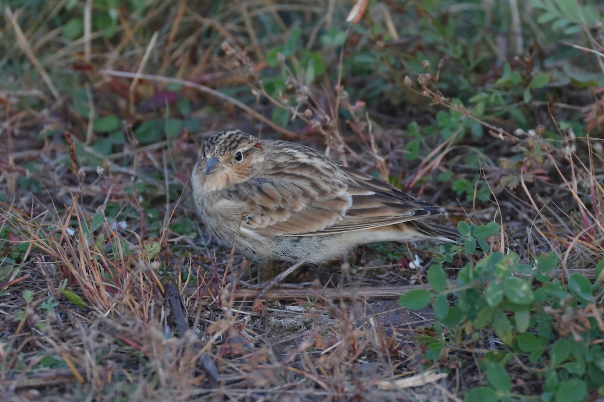 Подорожник чорногрудий - ML644388791