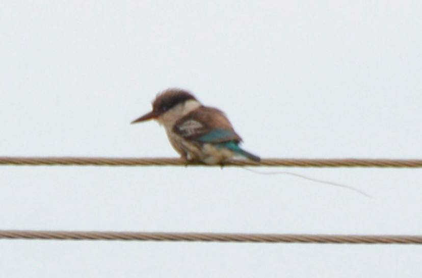 Striped Kingfisher - ML644388796
