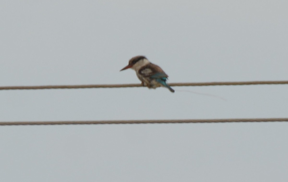 Striped Kingfisher - ML644388797