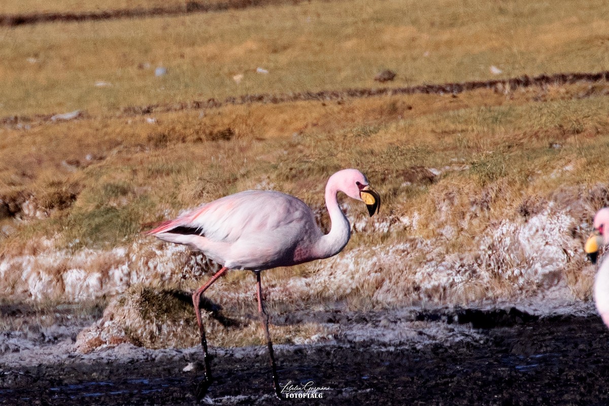 James's Flamingo - ML644388801