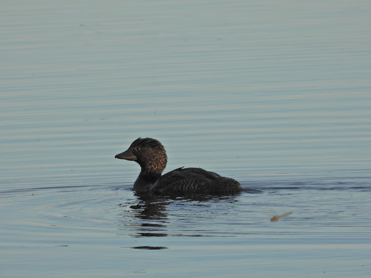 Musk Duck - ML644388804