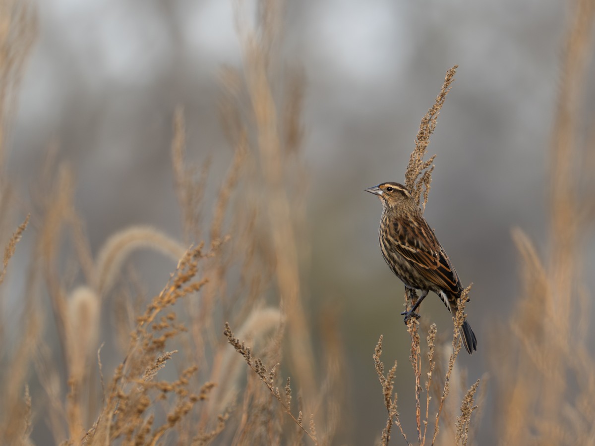vlhovec červenokřídlý - ML644388815
